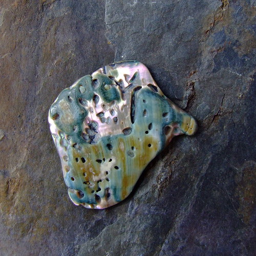 Paua mušle — foto 2