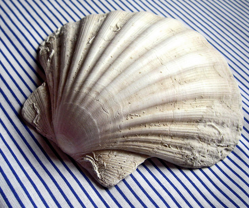 Velká mušle — foto 3