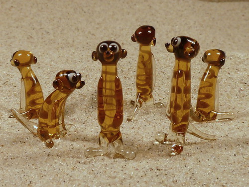 Surikata sedící — foto 3