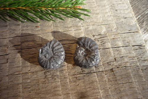 2x amonit č. L7857 — foto 2