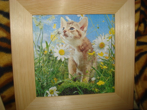 Kočičí — foto 2