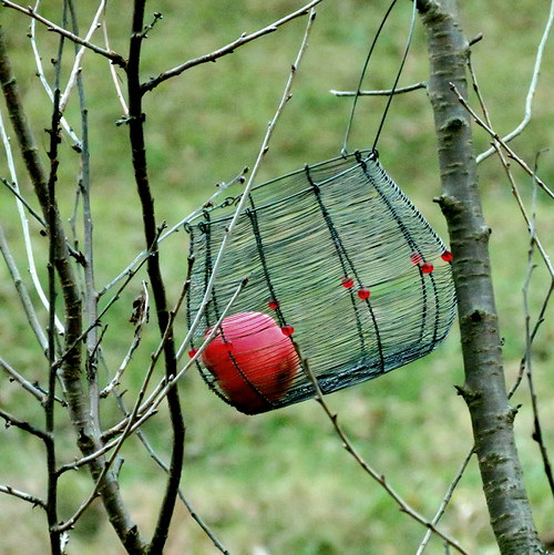 Červené bobule. Drátovaný košík — foto 4