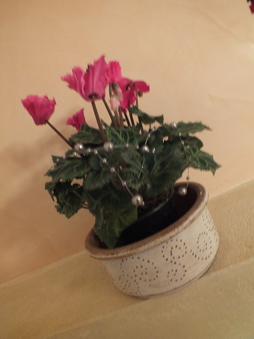 Miska — foto 2