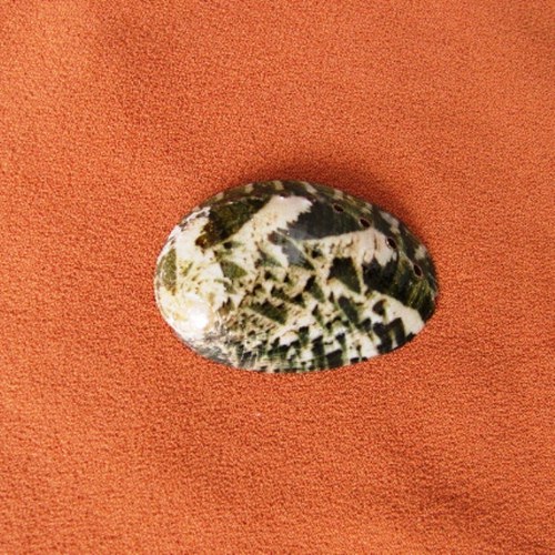 Haliotis - přírodní mušlička — foto 2