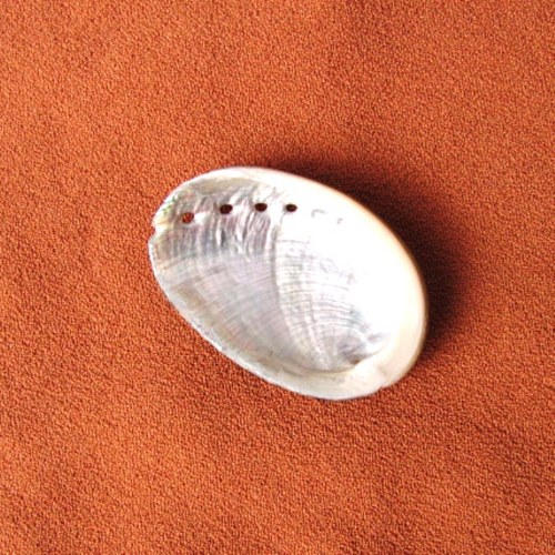 Haliotis - přírodní mušlička — foto 3