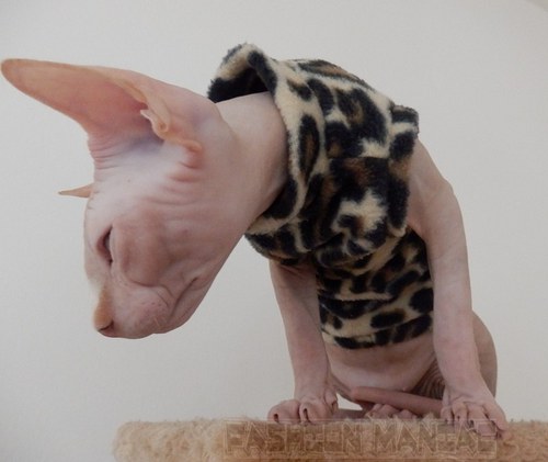 Mikča pro Sphynxe- zvířecí vzor — foto 2