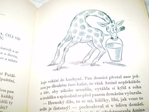 Pučálkovic Amina - J.Plachta-O.Sekora — foto 3
