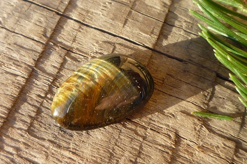 Mini tygří/ sokolí oko č. L8414 — foto 2