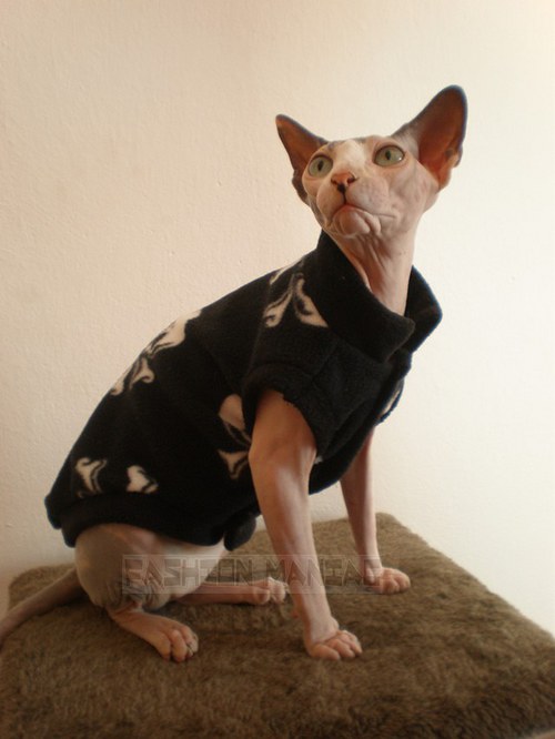 Sphynxí slečna drsňačka — foto 3