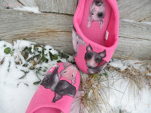 Bullie...bačkůrky — foto 6