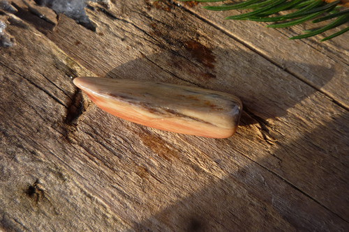 Dřevo zkřemenělé č.8634 — foto 2