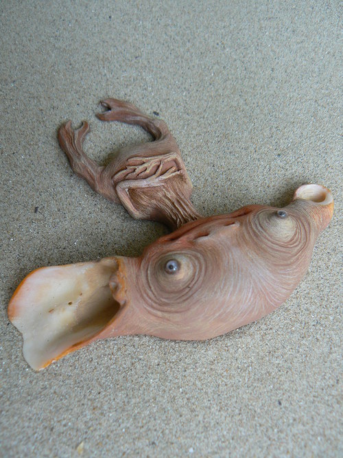 Křovínek veleuchý — foto 3