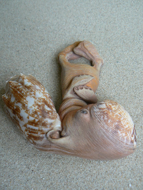 Štítonos tvídový — foto 3