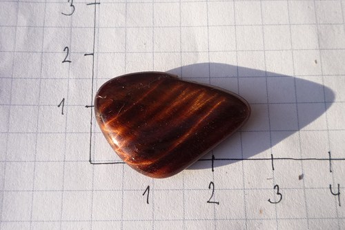 Býčí oko č. L8733 — foto 3