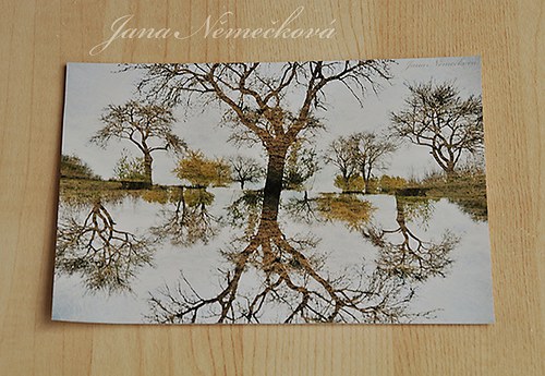 Fotografie "Ve starém sadu" - rezervace — foto 2