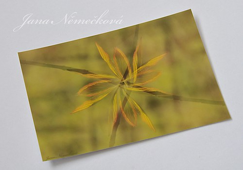 Fotografie "Propletené" - REZERVACE — foto 2