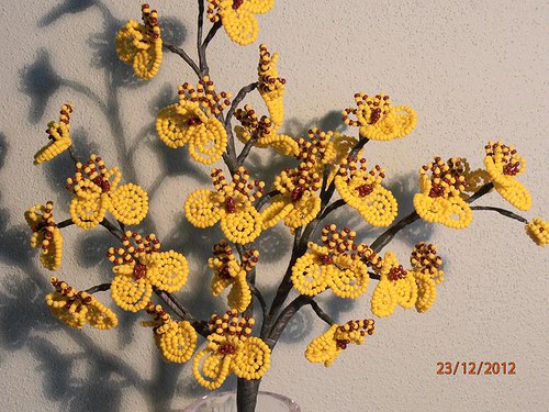 Oncidium orchidej-zápich — foto 3