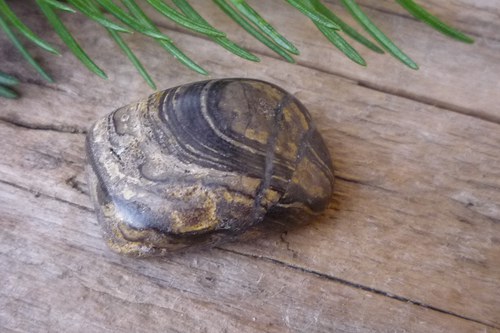 Menší stromatolit č. L8930 — foto 2