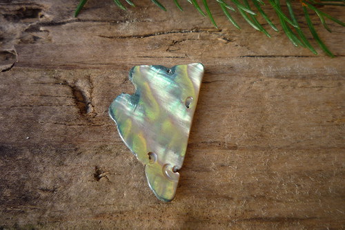 Paua mušle č. L9054 — foto 2