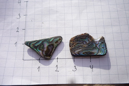 2x paua mušle č. L9118 — foto 4