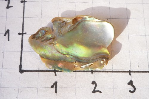 Paua mušle č. L9206 — foto 2