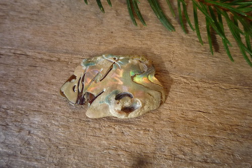 Paua mušle č. L9206 — foto 3