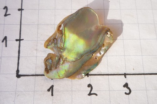 Paua mušle č. L9206 — foto 4
