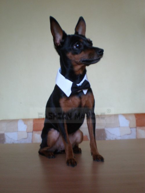 Motýlek pro pejska nebo Sphynxe — foto 4