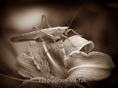 Nejen zlatá rybka... — foto 2