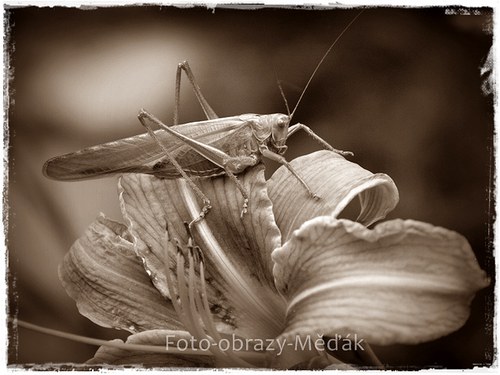 Nejen zlatá rybka... — foto 3
