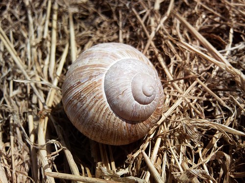 Šnečí ulity — foto 2