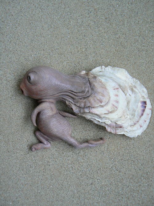 Naslouchač veleúspěšný — foto 2