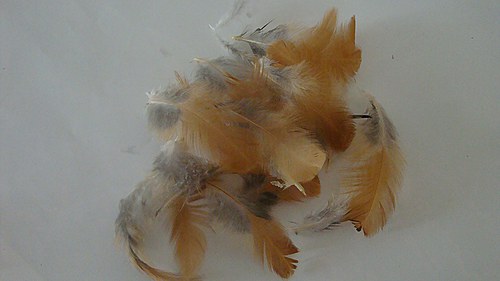 Kopa peří — foto 2
