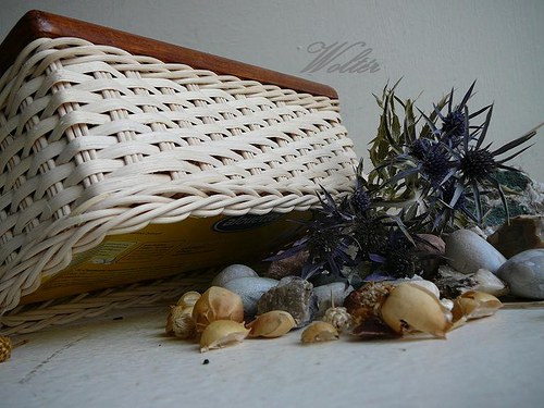 Kapesníkovník přírodní - hnědé víko — foto 5