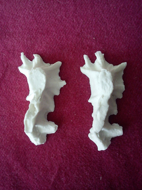 Porcelánový korál — foto 5