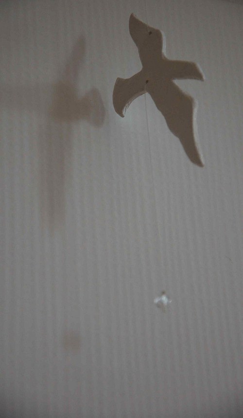 Racek chechtavý... — foto 2