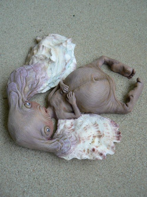 Křehotinka ušatá — foto 2