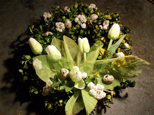 Tulipánovník — foto 3