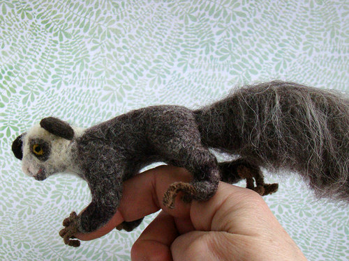 Lemur Ája — foto 5