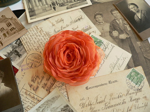 Where the wild roses grow — foto 3