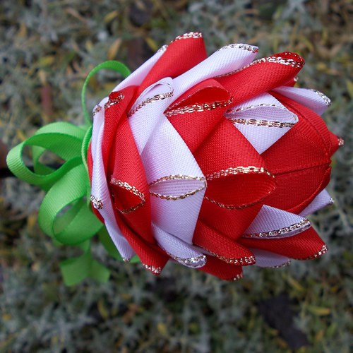 Červenobílý tulipán — foto 4