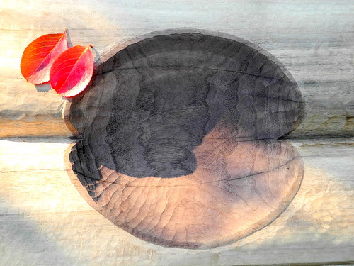 "Ořechová" — foto 2