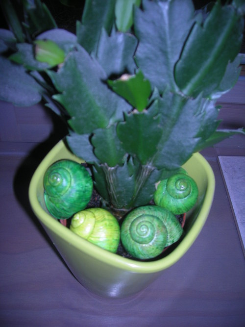 Ulity - zelenkavé — foto 3