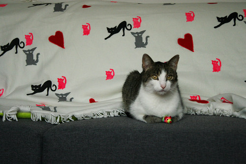 Cat valentine blanket — foto 5