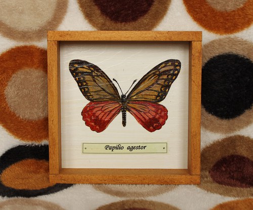Papilio agestor — foto 2