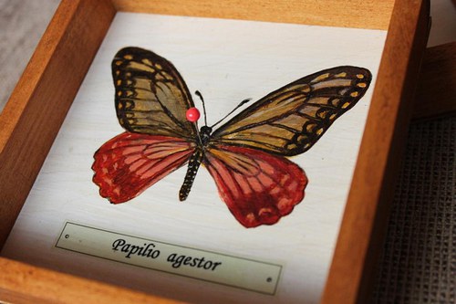 Papilio agestor — foto 3