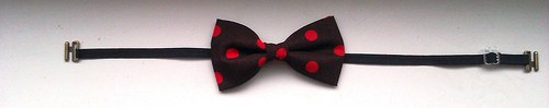 Motýl *polka dot* — foto 2