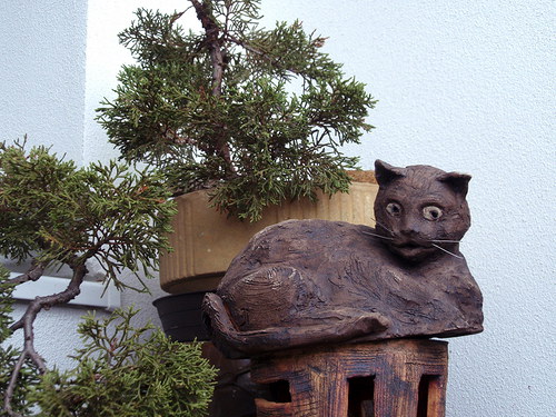 Kocourek hnědý ležící — foto 2