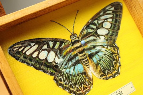 Parthenos sylvia — foto 3