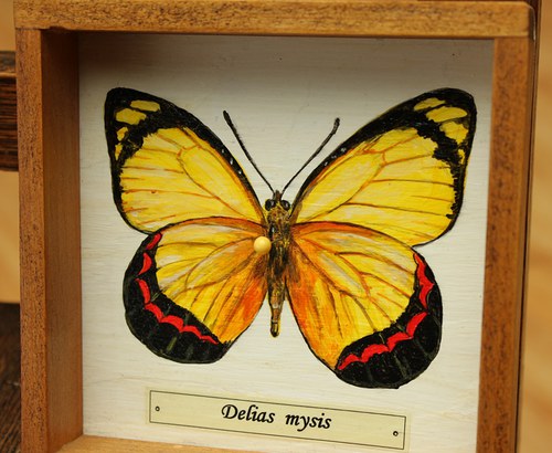 Delias mysis — foto 2